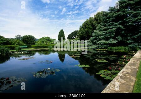 REGNO UNITO, GALLES, BODNANT GARDEN, STAGNO CON GIGLI D'ACQUA Foto Stock