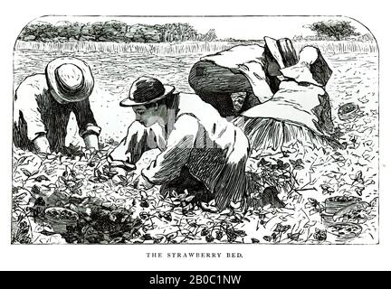 Winslow Homer, il letto Strawberry, 1868, incisione in legno su carta Foto Stock