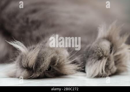 Zampe soffici di gatto grigio scuro domestico Foto Stock