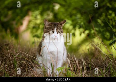 Ritratto di un tabby grigio gatto randagio con occhio verde seduto e guardando in erba, animale sfondo naturale Foto Stock