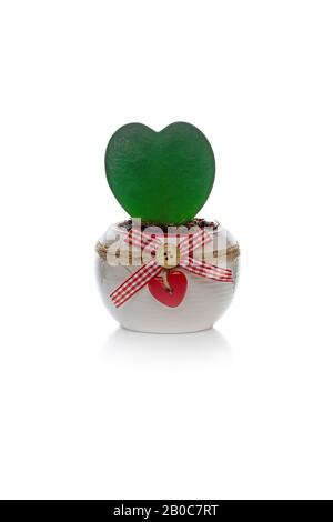 Primo piano di bella foglia verde a forma di cuore di pianta hoya kerrii vivo in vaso di ceramica bianca e decorato con cuore di legno rosso. Isolato su w Foto Stock