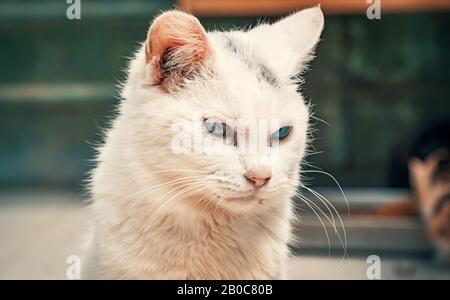 Libbra di gatto. Colpo di primo piano di gatto vagante senza tetto che vive nel riparo animale. Rifugio per il concetto di animali Foto Stock