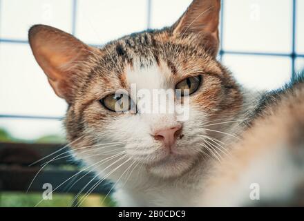 Libbra di gatto. Colpo di primo piano di gatto vagante senza tetto che vive nel riparo animale. Rifugio per il concetto di animali Foto Stock