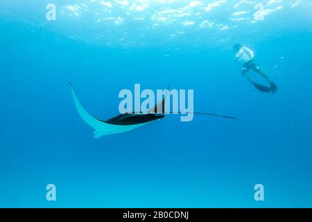 Vista subacquea del gigante hovering oceanic manta ray, Manta Birostris , e uomo free diving in blu oceano. La visione di mondo sottomarino durante l avventura Foto Stock