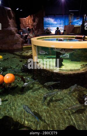 GERMANIA, SCHLESWIG HOLSTEIN, MARE DEL NORD, ISOLE FRISONE DEL NORD, ISOLA DI SYLT, WESTERLAND, ACQUARIO, MARE DEL NORD MOSTRA Foto Stock