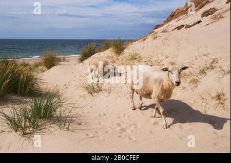 GERMANIA, SCHLESWIG HOLSTEIN, MARE DEL NORD, ISOLE FRISONE DEL NORD, SYLT ISLAND, WESTSTRAND VICINO ALLA LISTA, PECORE IN DUNE DI SABBIA Foto Stock