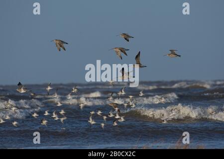 Curlew, Numenius arquata, volare, Morecambe Bay, Lancashire, Regno Unito Foto Stock