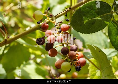 Grappolo d'uva marce su una vite in un frutteto durante l'estate Foto Stock