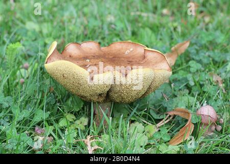 Suillus granulatus, comunemente noto come il bolete piangente o il fungo selvatico granulato di bolete dalla Finlandia Foto Stock