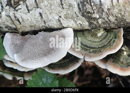 Cerrena unicolor, comunemente noto come il labirinto muschio o fungo di marciume canker, fungo selvaggio della staffa dalla Finlandia Foto Stock