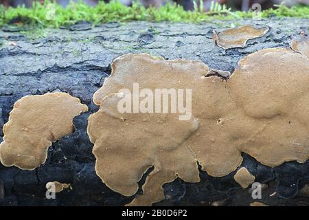 Phellinus conchatus, un fungo della staffa dalla Finlandia senza nome comune inglese Foto Stock