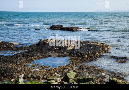 Il lungomare al promontorio, Hartlepool, Inghilterra, Regno Unito mostrando le rocce coperte di alghe e muschio Foto Stock