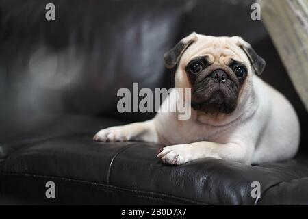 Carino bianco Pug Dog posato su divano in pelle nera. Foto Stock