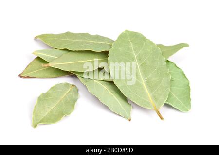 Bay Foglie isolato su sfondo bianco. Chiamato anche alloro baia o Laurus nobilis. Usato come spezia nella cucina e anche in medicina. Foto Stock
