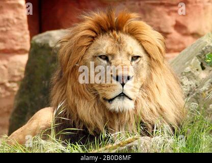 Una vista da un leone berbero adulto guardante, Panthera leo leo Foto Stock