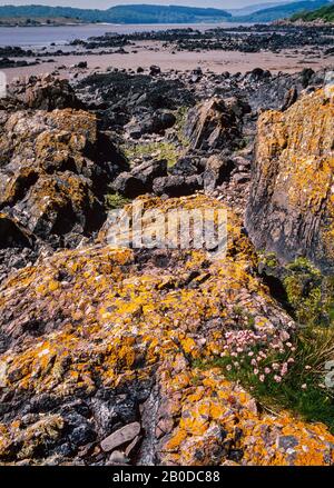 Spiaggia rocciosa scena, Scozia, Regno Unito. Lichen scogli coperti, soprattutto Xanthoria parietina. Anche Thrift fiori selvatici, Ameria maritima (rosa) Foto Stock