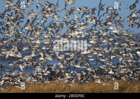 Sanderling, Calidris alba, flock in volo, Morecambe Bay, Regno Unito Foto Stock