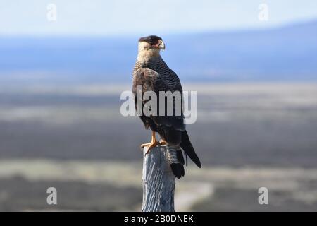 Caracara meridionale si riposò a caccia di prede in Patagonia. Parco Nazionale Torres Del Paine, Cile. Foto Stock