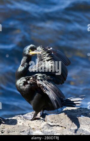 Shag su una sporgenza rocciosa, Orkney Isles Foto Stock