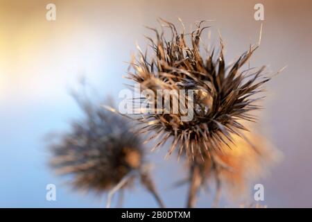 Thistle pianta Silybum marianum. Lanuginoso fiore di piante secche spinose. Autunno sfondo naturale sfocato, fuoco selettivo. Primo piano Foto Stock