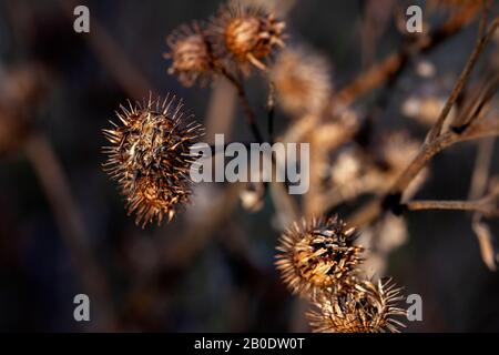 Spine autunnali secche di closeup burdock essiccato su uno sfondo sfocato Foto Stock