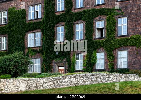 Edificio in mattoni coperto di edera nel castello di Wawel Cracovia Polonia. Pareti verdi ed edifici Foto Stock