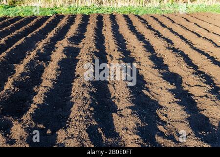 Piccolo campo di patate, creste di patate con patate seminate di recente nella stagione primaverile Foto Stock
