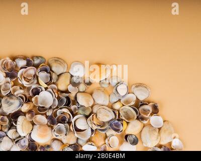 Materiali artigianali, lotti di conchiglie. Molte piccole conchiglie come un banner, sfondo, spazio per il testo. Foto Stock