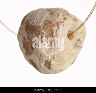 Antico Vicino Oriente, tallone, pietra, ø 0,9 cm, posizione, Iran Foto Stock