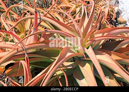 Aloe che crescono lungo la costa di Yzerfontein nella provincia del Capo Occidentale sulla costa occidentale del Sud Africa. Foto Stock