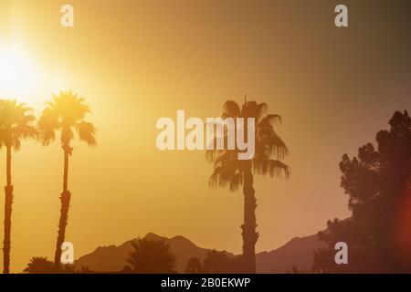 Il sole tramonta sulle palme in Arizona al tramonto Foto Stock