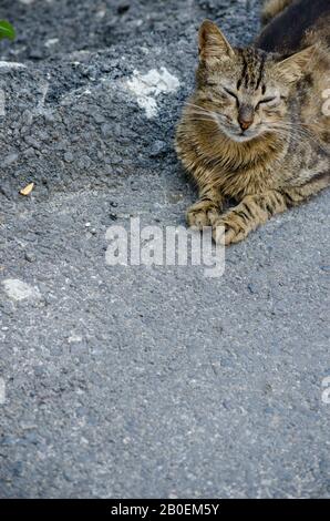 Guarda il gatto con occhi incrociati Foto Stock