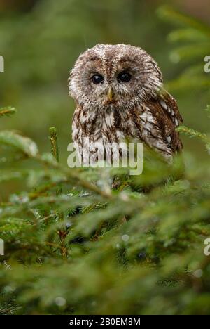 Tawny Owl - Strix aluco, bella propria delle foreste e dei boschi eurosiani, Repubblica Ceca. Foto Stock