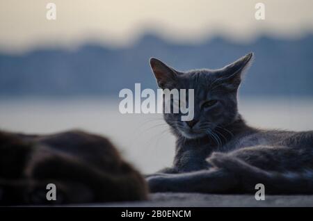 Guarda il gatto con occhi incrociati Foto Stock