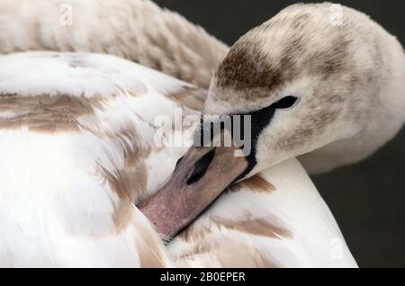 Londra, Regno Unito, 20 Feb 2020 Cygnet ripara dal vento. Vento e pioggia ad Hyde Park dopo Storm Dennis. Credito: Johnny ARMSTEAD/Alamy Live News Foto Stock