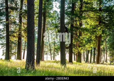 Alberi, Storia Grove (300-400 alberi secolari), Valles Caldera National Preserve, vicino a Los Alamos, New Mexico USA Foto Stock