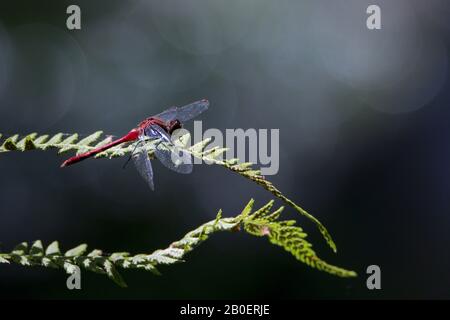 Rosso libellula su felce verde con sfondo scuro Foto Stock