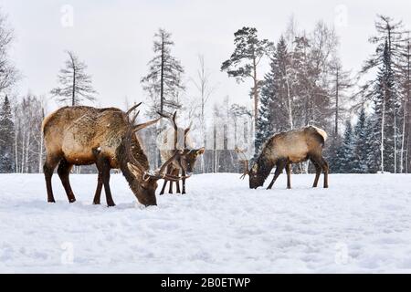 piccola mandria di cervi maral pascolano in una foresta invernale glade in nevicata Foto Stock