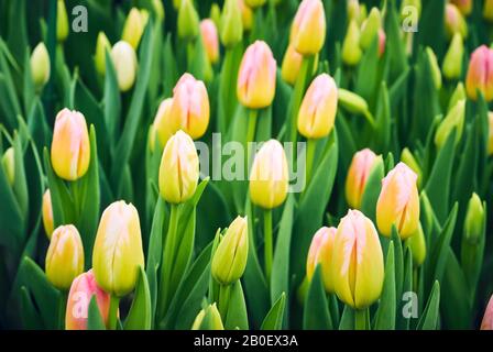 sfondo floreale - crescente tulipani gialli luminosi non aperti Foto Stock