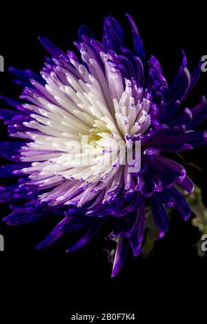 Fiore viola e bianco su sfondo nero Foto Stock
