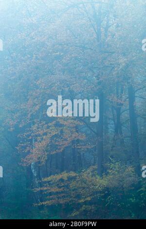Foggy foresta con giallo e arancio colorato fogliame in autunno. Foto Stock