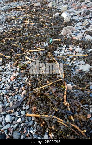 Una collezione di alghe su rocce e ciottoli isolati su una costa scozzese sull'isola di Siel in Argyll e Bute, Scozia con bassa marea Foto Stock