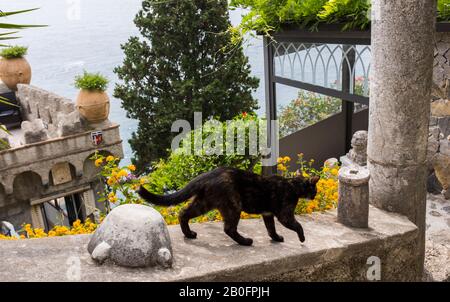 Un gatto nero cammina lungo un muro di pietra sui terreni di Villa Scarpariello Relais sulla Costiera Amalfitana Foto Stock