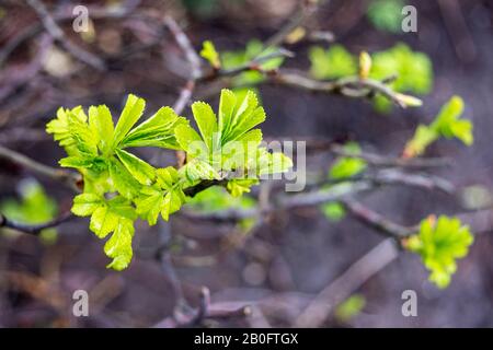 Verde brillante nuova foglia di rosa rugosa o spiaggia rosa, giapponese rosa alla fine dell'inverno inizio della primavera Foto Stock