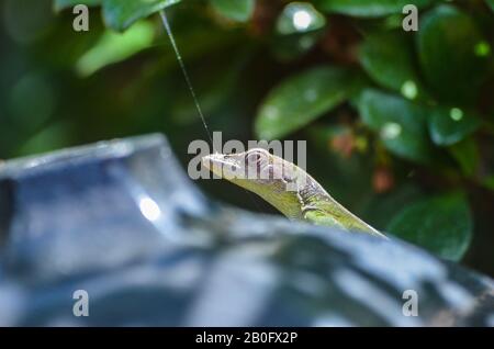 Little geko cammina su alcuni oggetti 2 Foto Stock