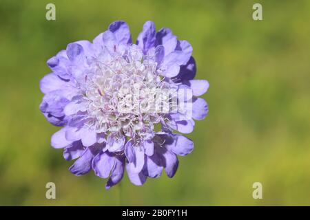 Campo Knautia Scabious arvense Foto Stock