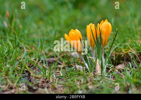 Giallo croco primavera fiori su sfondo erba blurry fioritura durante la fine inverno nel mese di febbraio Foto Stock