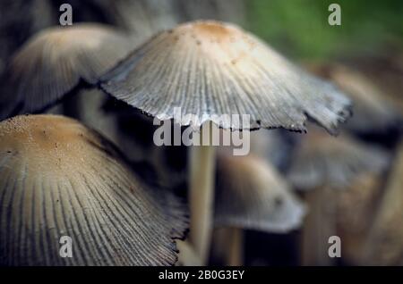 Gruppo di funghi che crescono nella foresta. Autum, caduta. Messa a fuoco selettiva Foto Stock