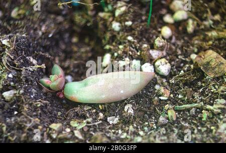 Propagazione di una pianta succulenta chiamata sedum adolphii da taglio fogliare. Messa a fuoco selettiva. Foto Stock