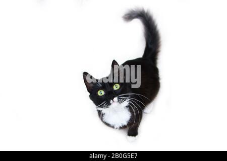 Il simpatico gatto nero con gli occhi verdi seduti su uno sfondo bianco, guardando curiosamente. Aspetto carino e felice. Foto Stock